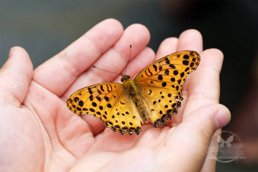 Signification Des Papillons Signification Papillon Couleur